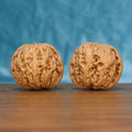 Pair of General Wenwan walnuts standing upright on a wooden surface against a blue background
