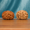 Front view of The Yin-Yang Crown Wenwan Walnut Set showing two contrasting walnuts with balanced capped forms and natural ridges.
