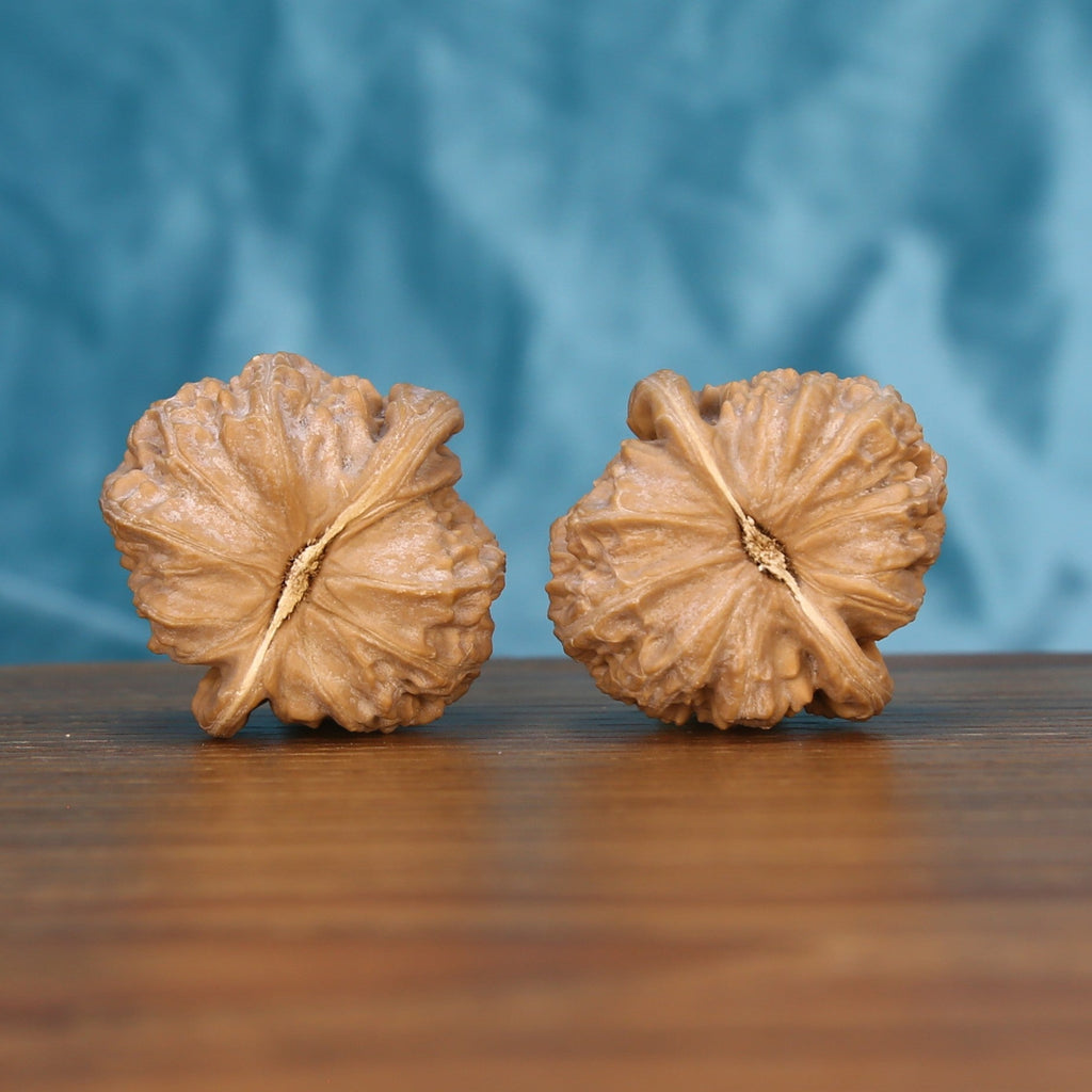Bai-Shi-Zi walnut pair bottom view on wood – natural lion mane base pattern, Alabaster Mane premium set