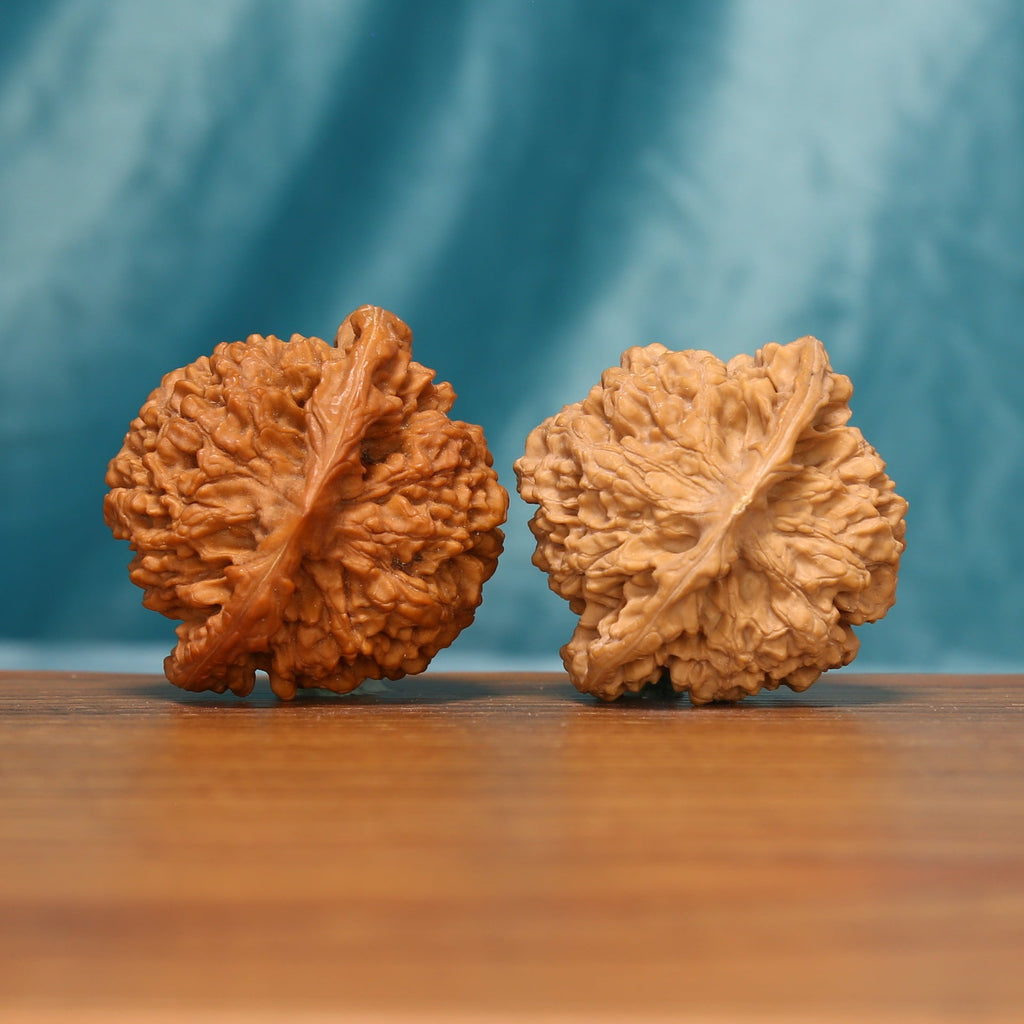 Bottom view of The Yin-Yang Crown Wenwan walnuts showing their textured bases and radial ridges.
