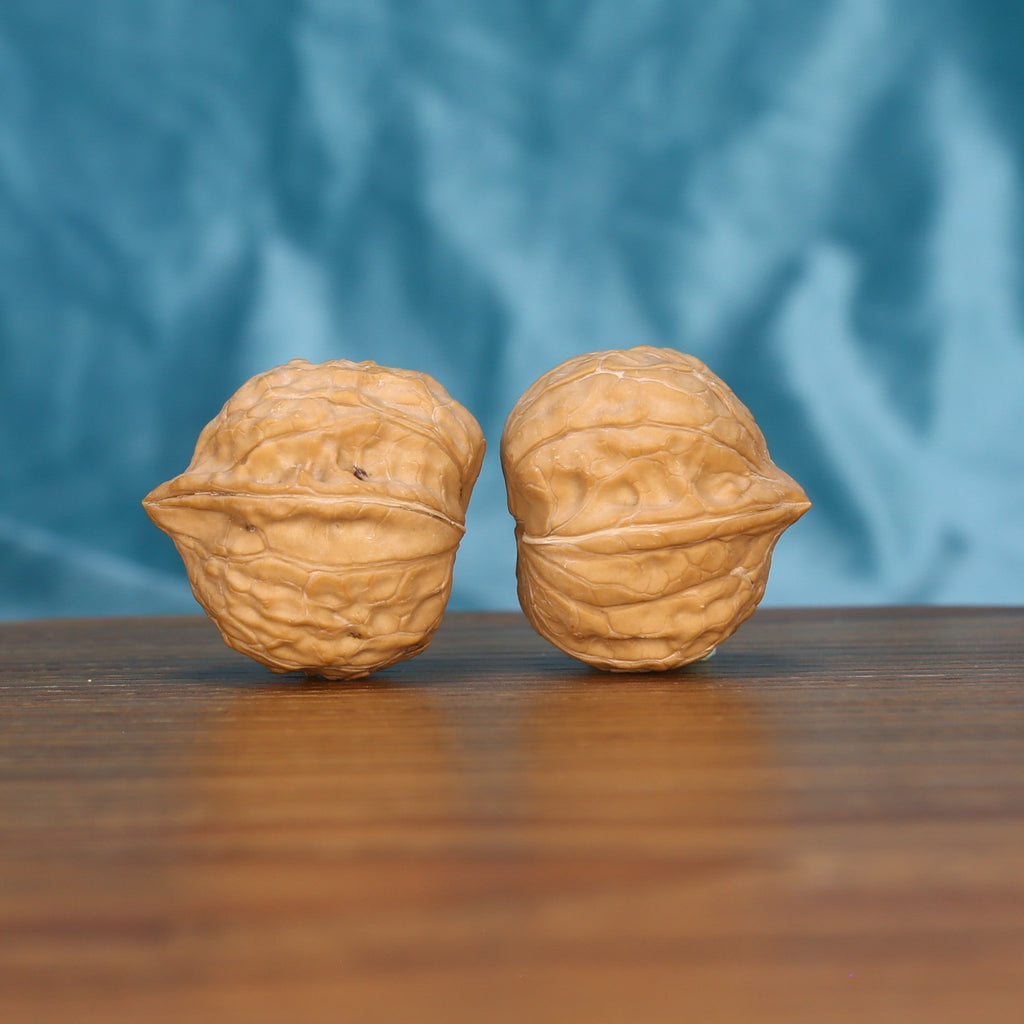 Single Gui-Jia-Wen wenwan walnut on wooden surface, blue background – intricate carapace natural texture close-up