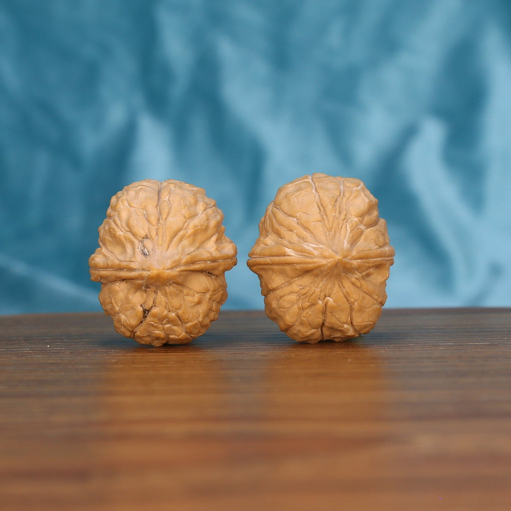 Single Gui-Jia-Wen wenwan walnut bottom view on wooden surface – natural base and carapace texture detail