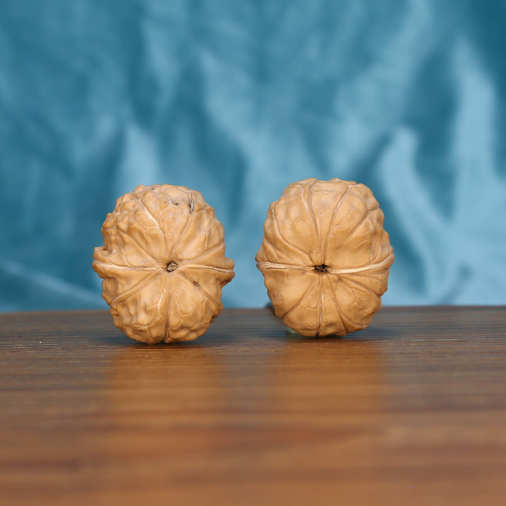 Gui-Jia-Wen walnut pair bottom view on wood – natural tortoise shell base pattern, Carapace Crest Spheres premium set