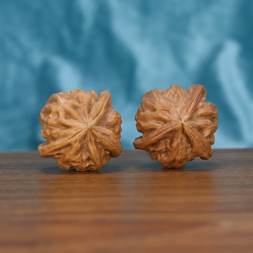Single Qi-Da-Hai San-Leng wenwan walnut on wooden surface, blue background – bold tri-fold natural texture close-up