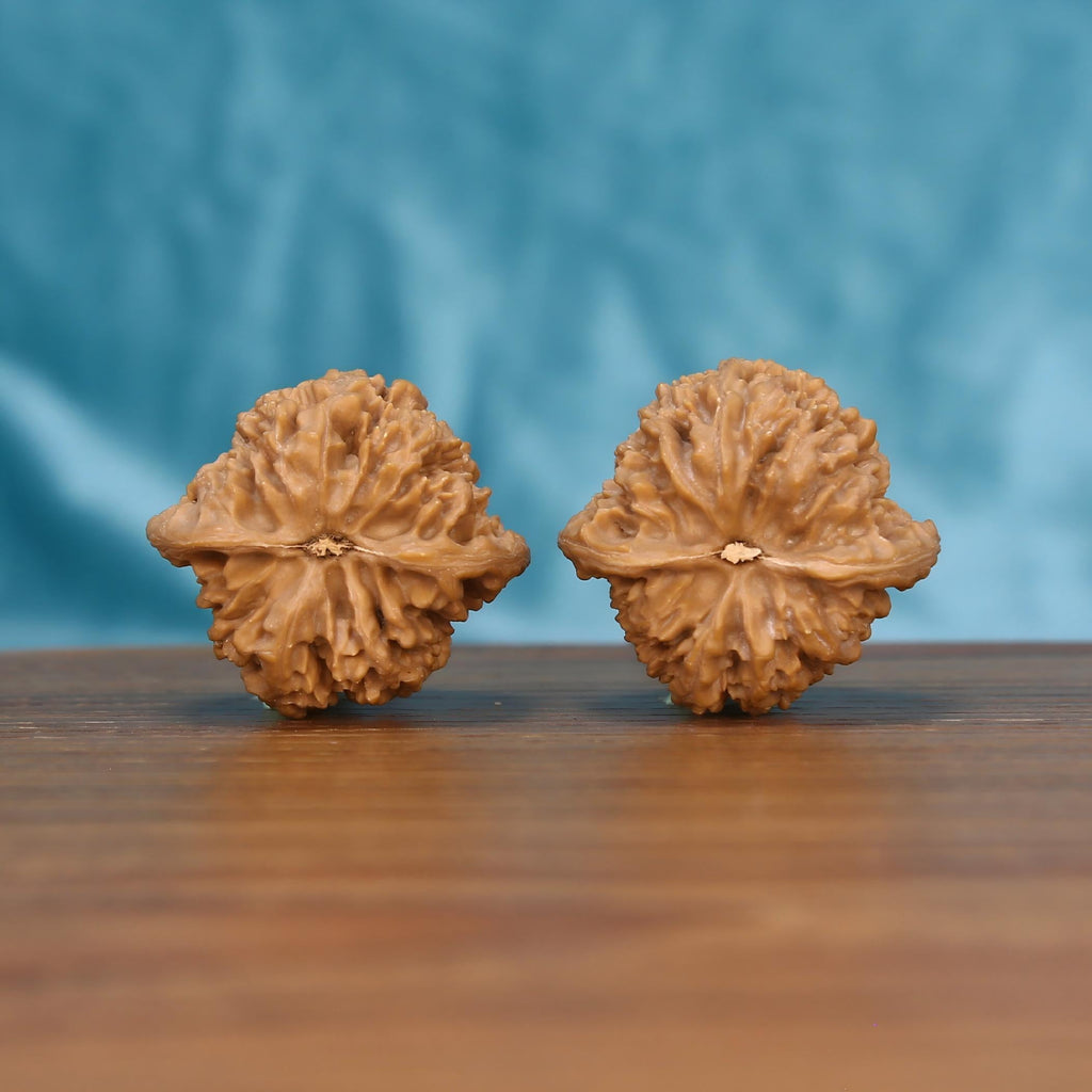 W7586 Starry Crest walnut botanical artifacts by mistbodhi – 100% raw canvas for irreplaceable patina
