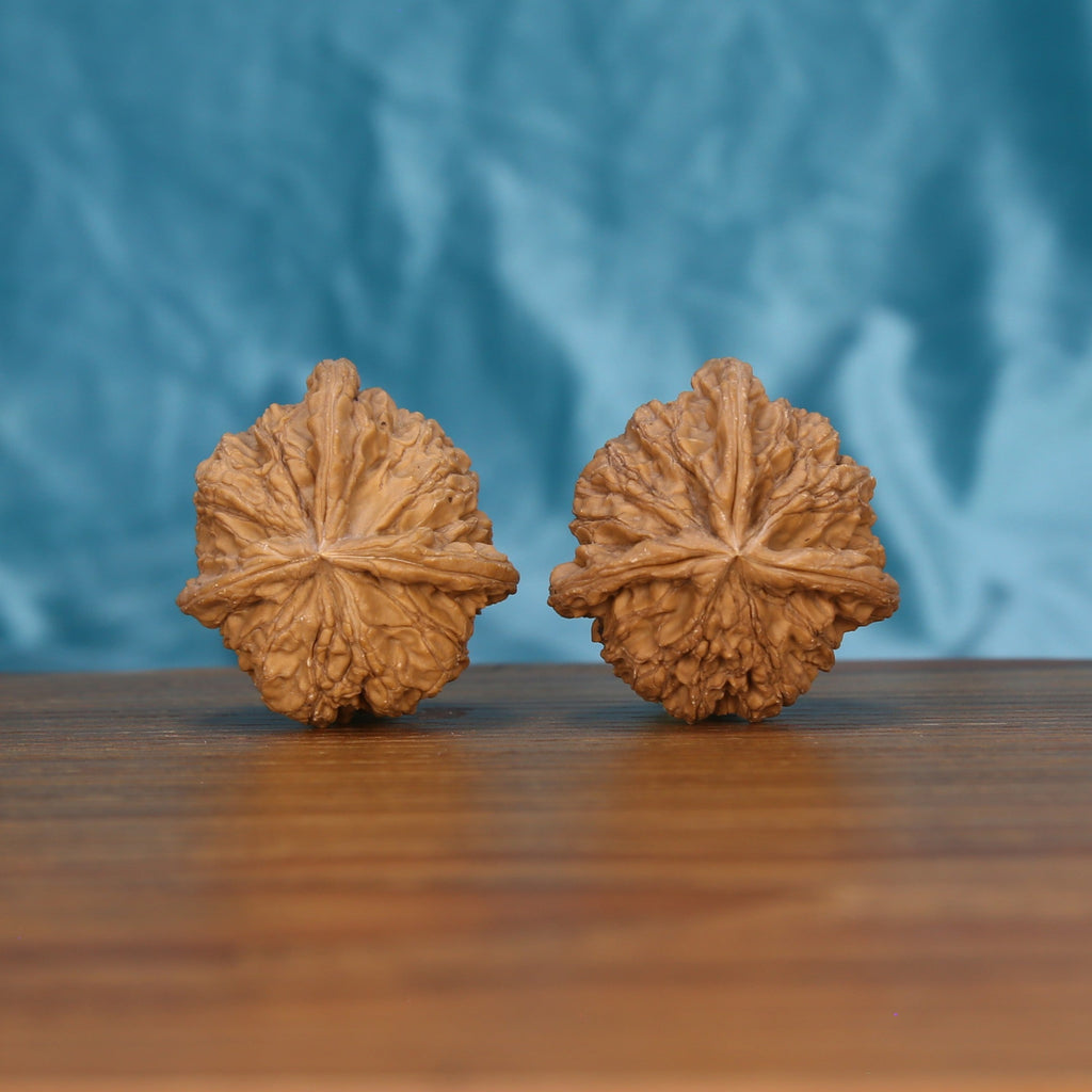 Single Duo-Leng Yuan-Bao wenwan walnut on wooden surface, blue background – bold sculpted ingot natural texture close-up