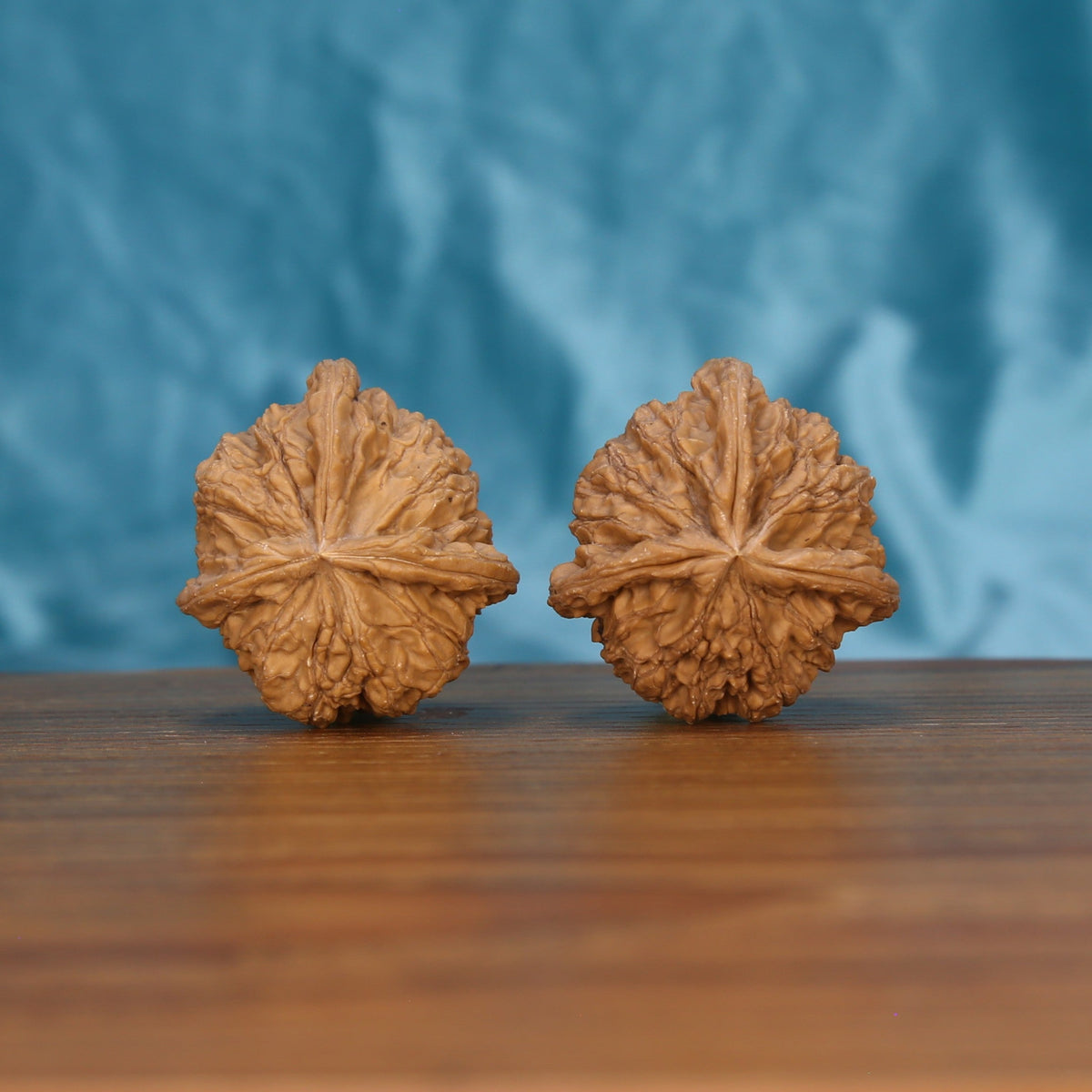Single Duo-Leng Yuan-Bao wenwan walnut on wooden surface, blue background – bold sculpted ingot natural texture close-up
