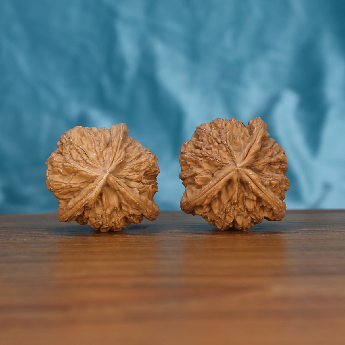 Duo-Leng Yuan-Bao wenwan walnut pair alternate angle, blue background – symmetrical sculpted ingot ridge pattern