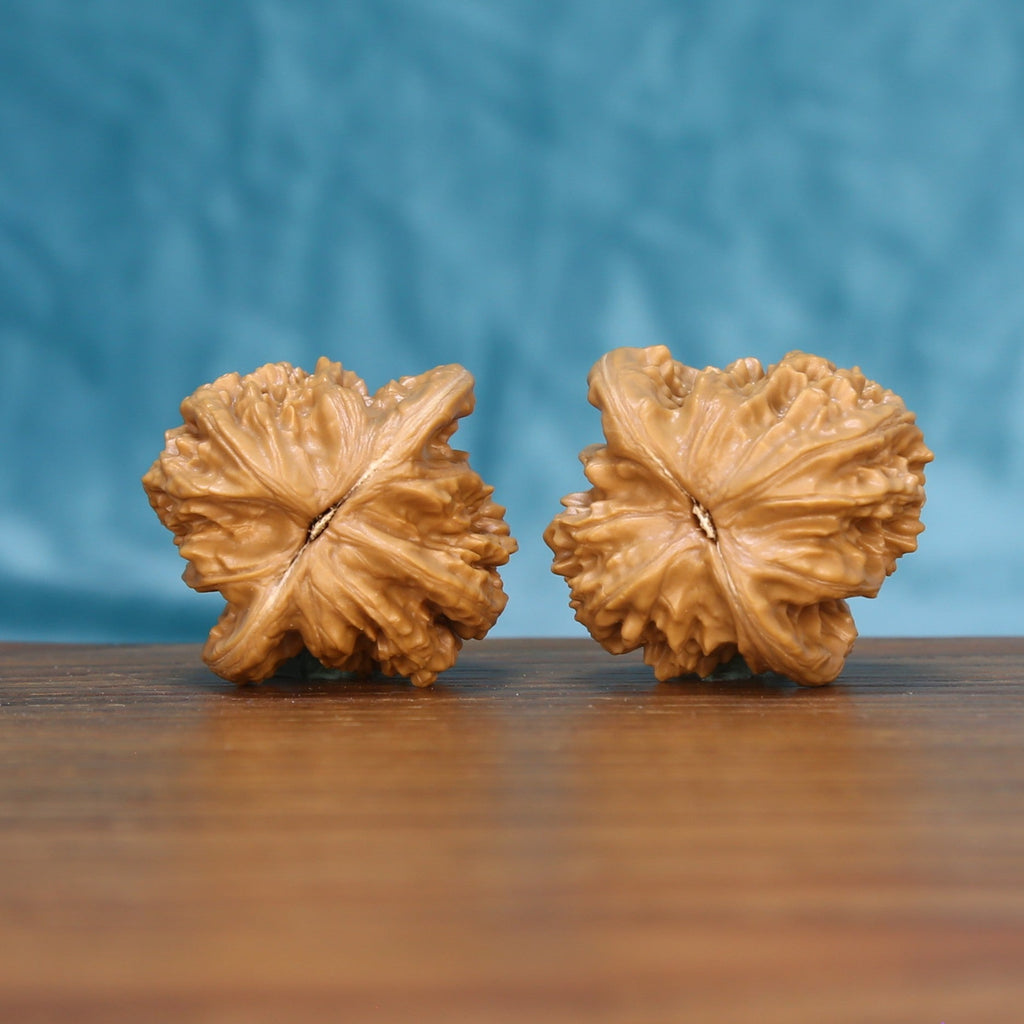 Bottom view of a matched Coiling Dragon Wenwan walnut pair showing natural base details
