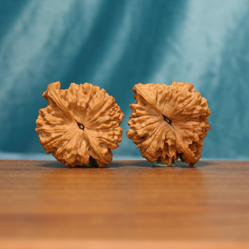 Bottom view of The Scholar's Crown Wenwan walnuts showing their textured bases and distinctive radial ridges.
