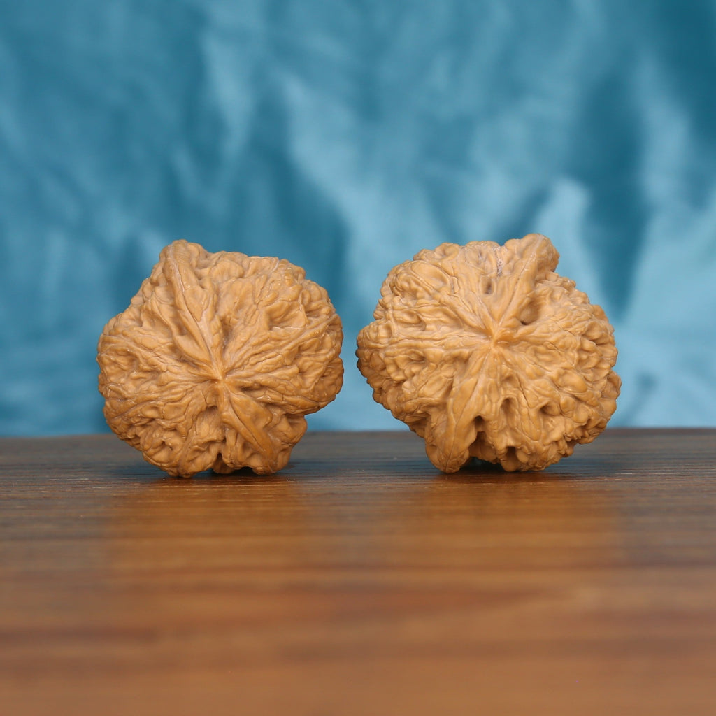 Single Da-Cu-Jin wenwan walnut bottom view on wooden surface – natural base and rugged texture detail