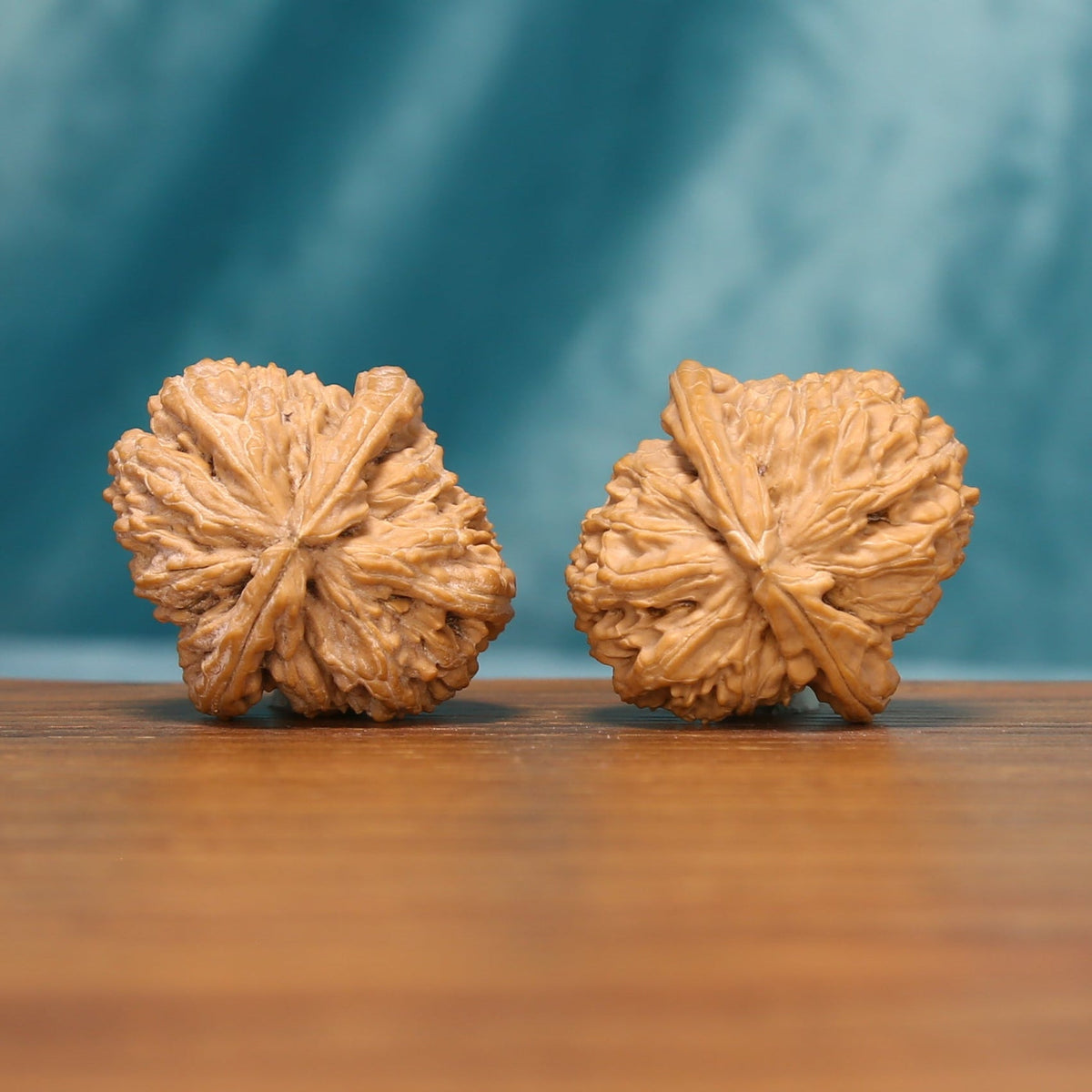Bottom view of The Ivory Roar Wenwan walnuts showing their textured bases and distinctive radial ridges.
