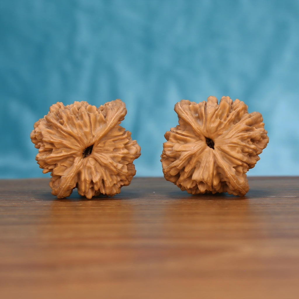 W7577 Golden Harvest Crest walnut artifacts – wild-harvested wheat tiger cultivar for tactile mindfulness