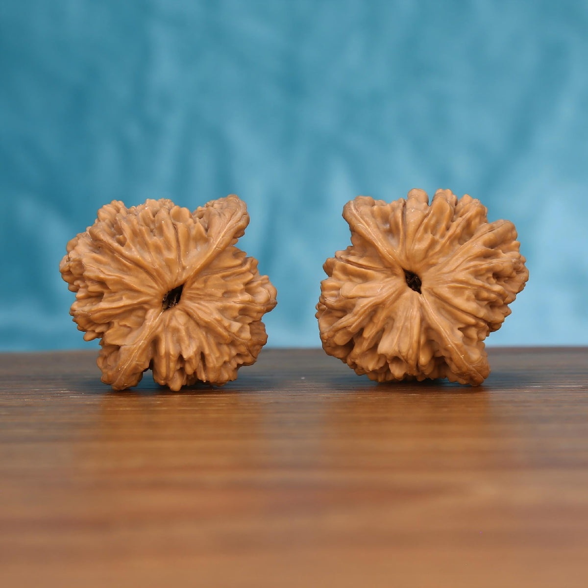 W7577 Golden Harvest Crest walnut artifacts – wild-harvested wheat tiger cultivar for tactile mindfulness