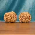 A pair of Huakun Dragon Wenwan walnuts shown from the front on a wooden tabletop
