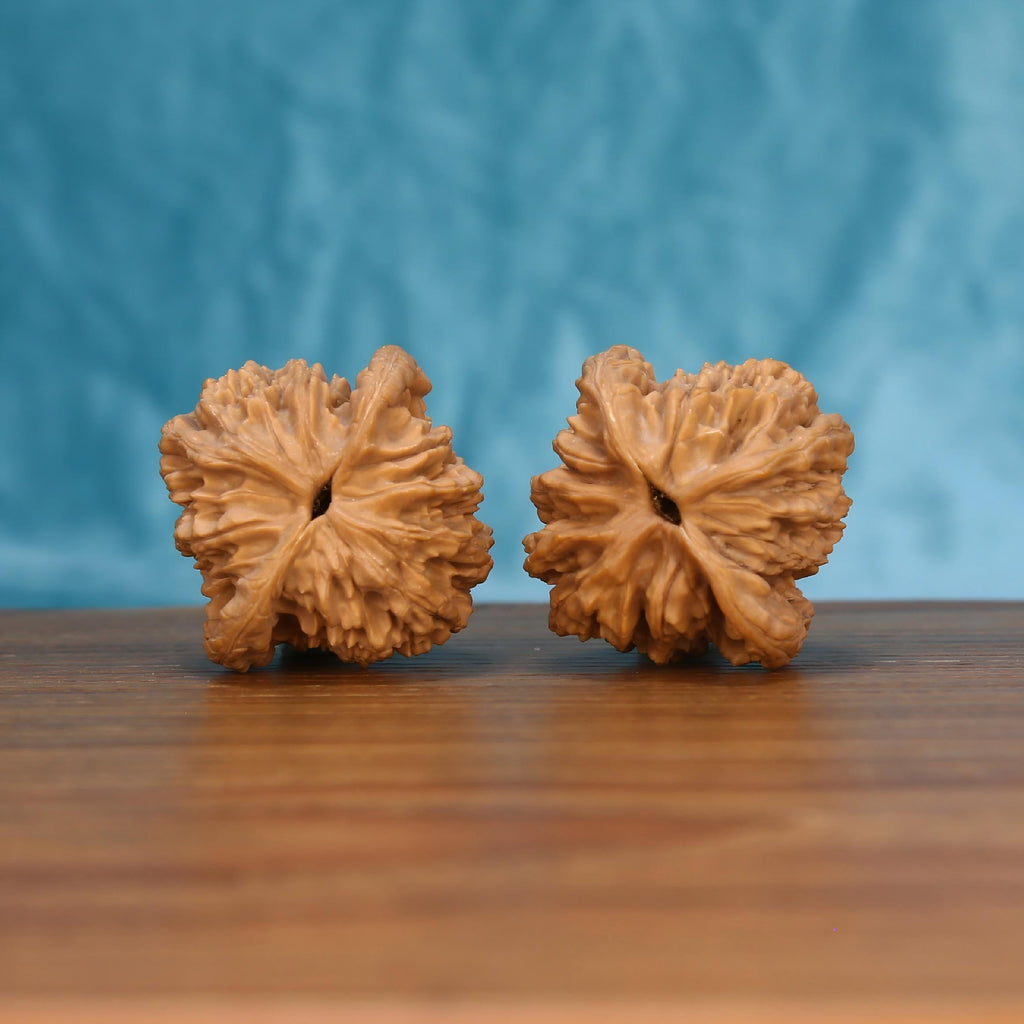 W7573 Mai-Sui Hu-Tou walnut botanical artifacts – 100% raw canvas evolving into mahogany patina