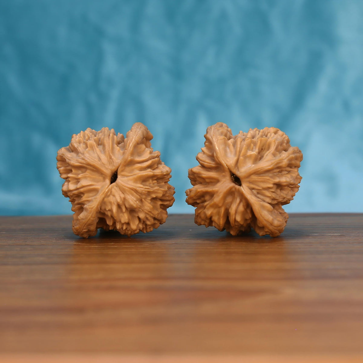 W7573 Mai-Sui Hu-Tou walnut botanical artifacts – 100% raw canvas evolving into mahogany patina