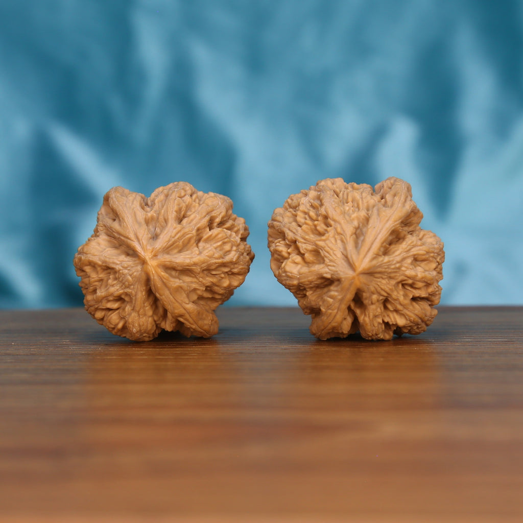 Single Da-Cu-Jin wenwan walnut bottom view on wooden surface – natural base and rugged texture detail