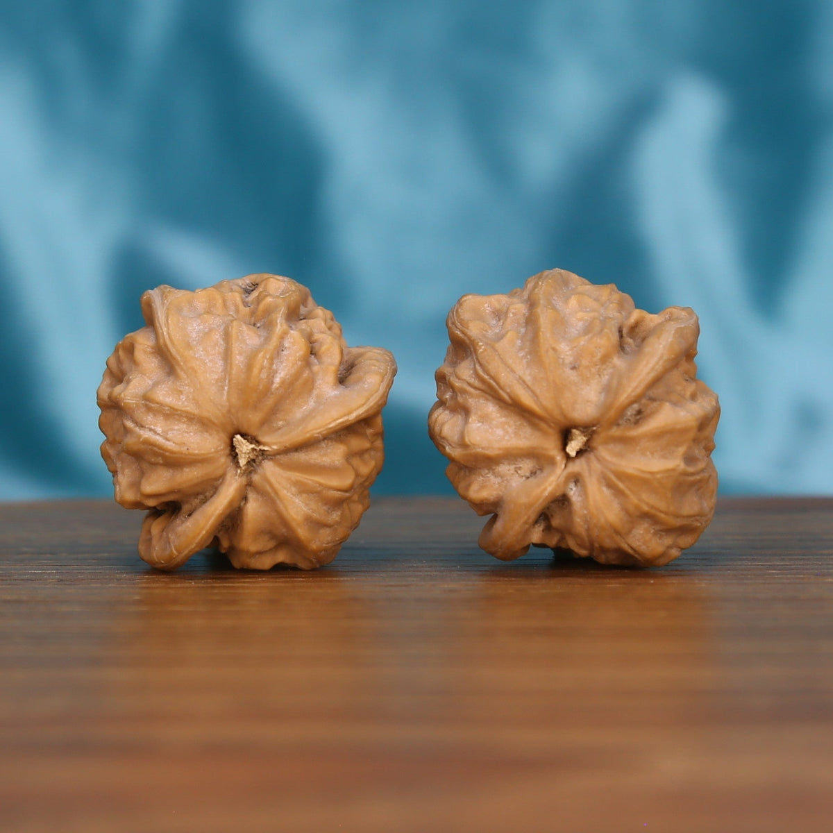  Single Qi-Da-Hai San-Leng wenwan walnut on wooden surface, blue background – bold trifold natural texture close-up