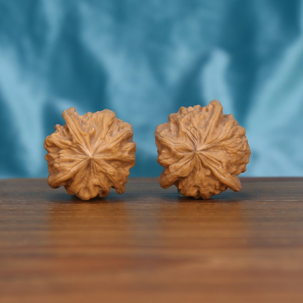  Single Wu-Dao-San-Leng wenwan walnut bottom view on wooden surface – natural base and constellation texture detail