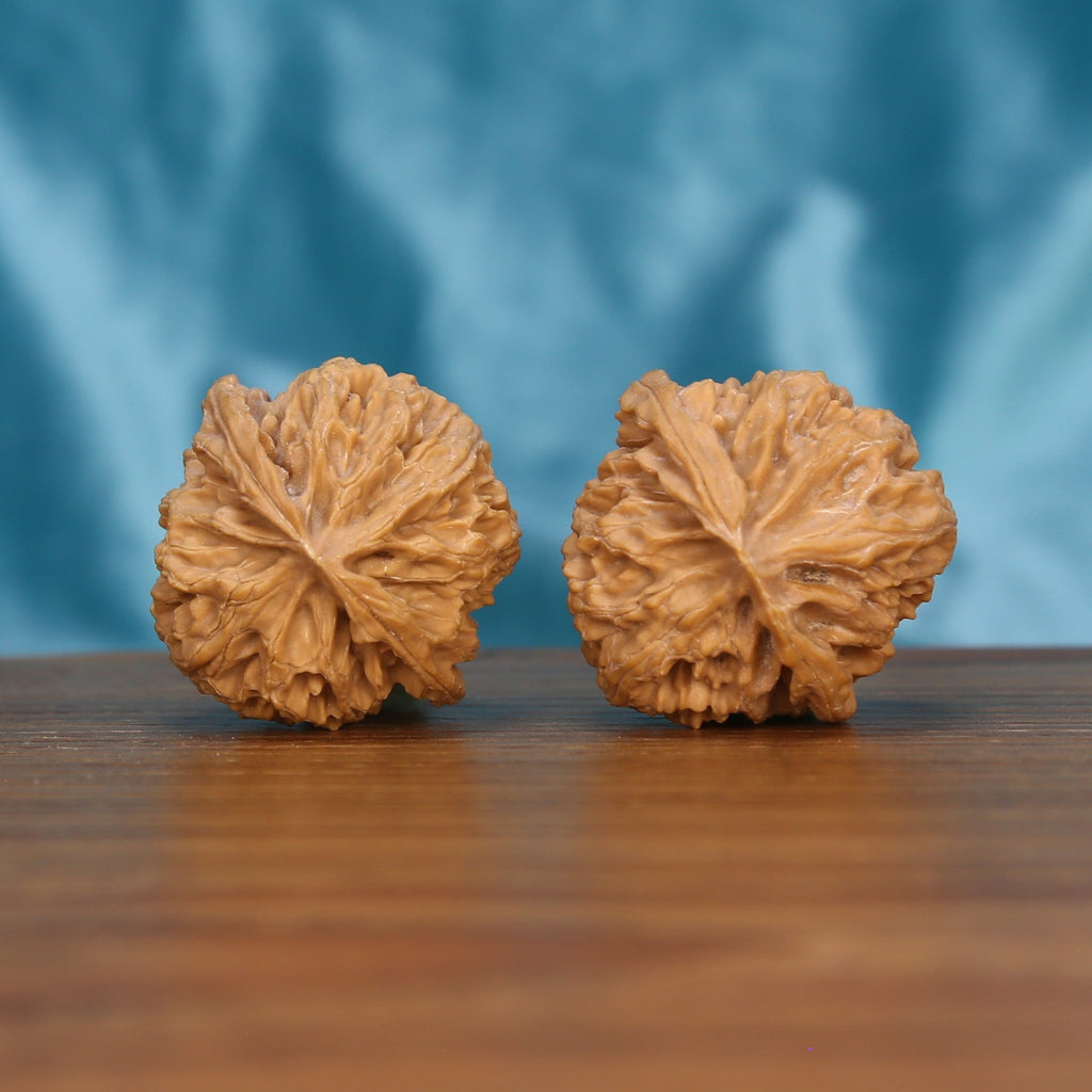 Single Ping-Guo-Yuan wenwan walnut bottom view on wooden surface – natural base and round texture detail