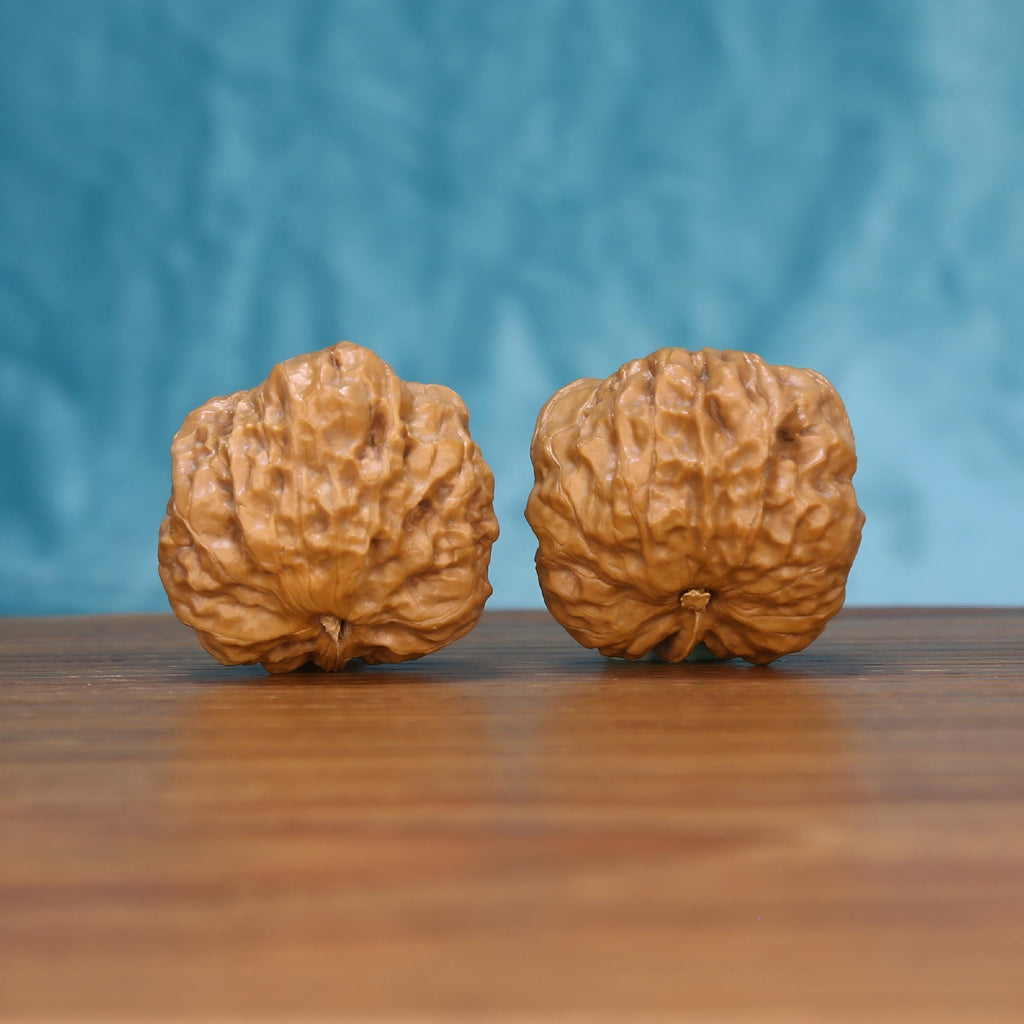 W7570 Singular Edge walnut duo front view – dramatic central crest and 40mm full-handed grip
