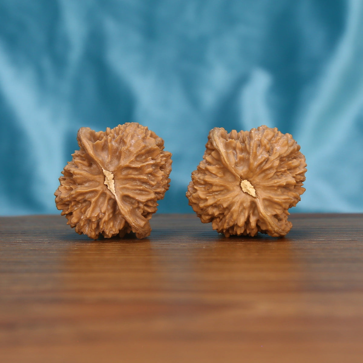 Man-Tian-Xing walnut pair bottom view on wood – natural constellation base pattern, Celestial Constellation premium set