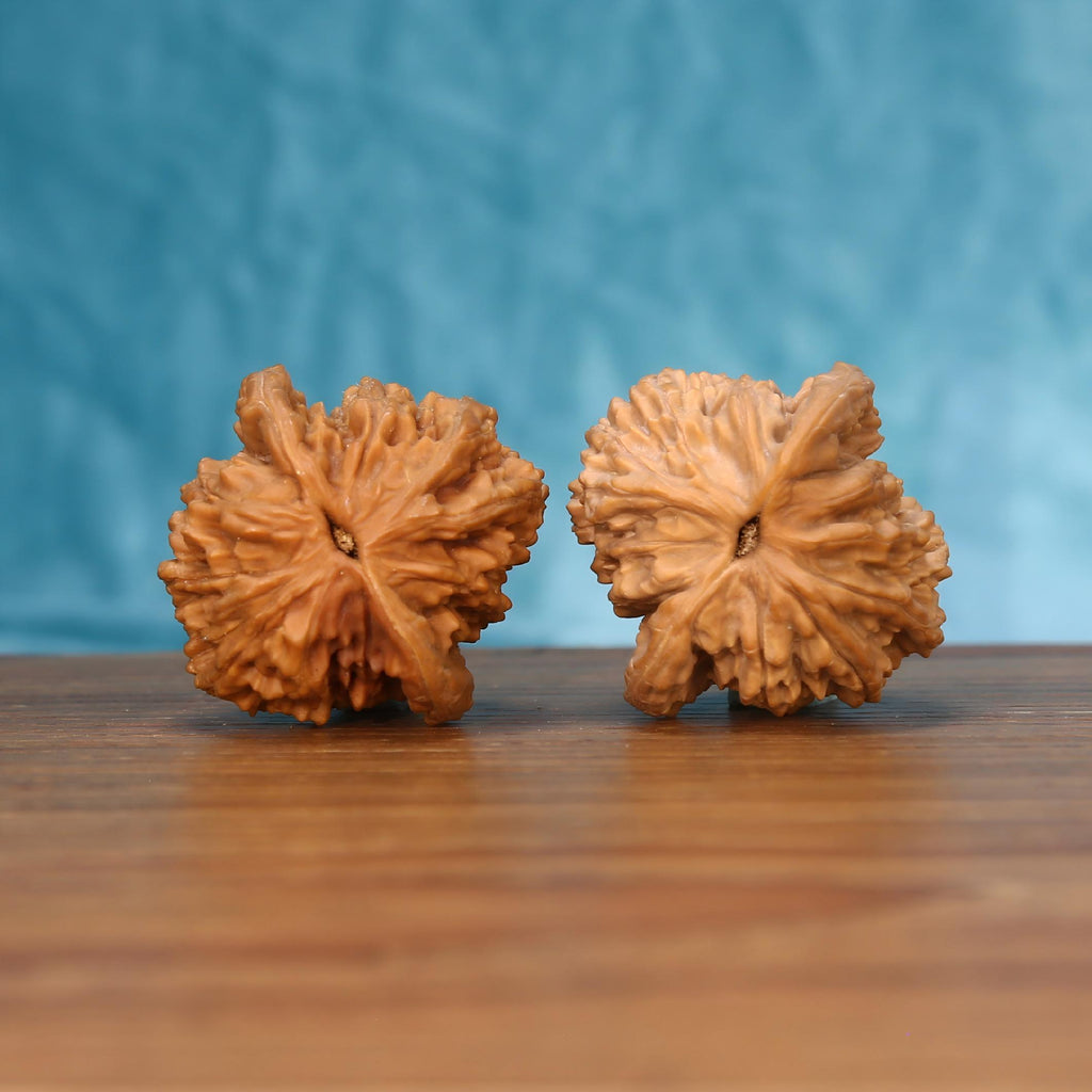 The Sovereign Harvest | Mai-Sui Hu-Tou Walnut Set 7572