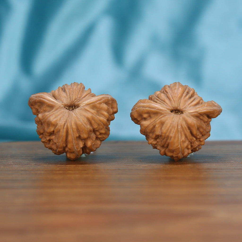 W3594 Ju-Bao-Pan She-Tou walnut artifacts by mistbodhi – wild-harvested botanical canvas for patina
