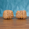 The Singular Spine | Yi-Dao-Jin Walnut Set 7561 Matched pair of Yi-Dao-Jin Wenwan walnuts showing a single-spine ridge