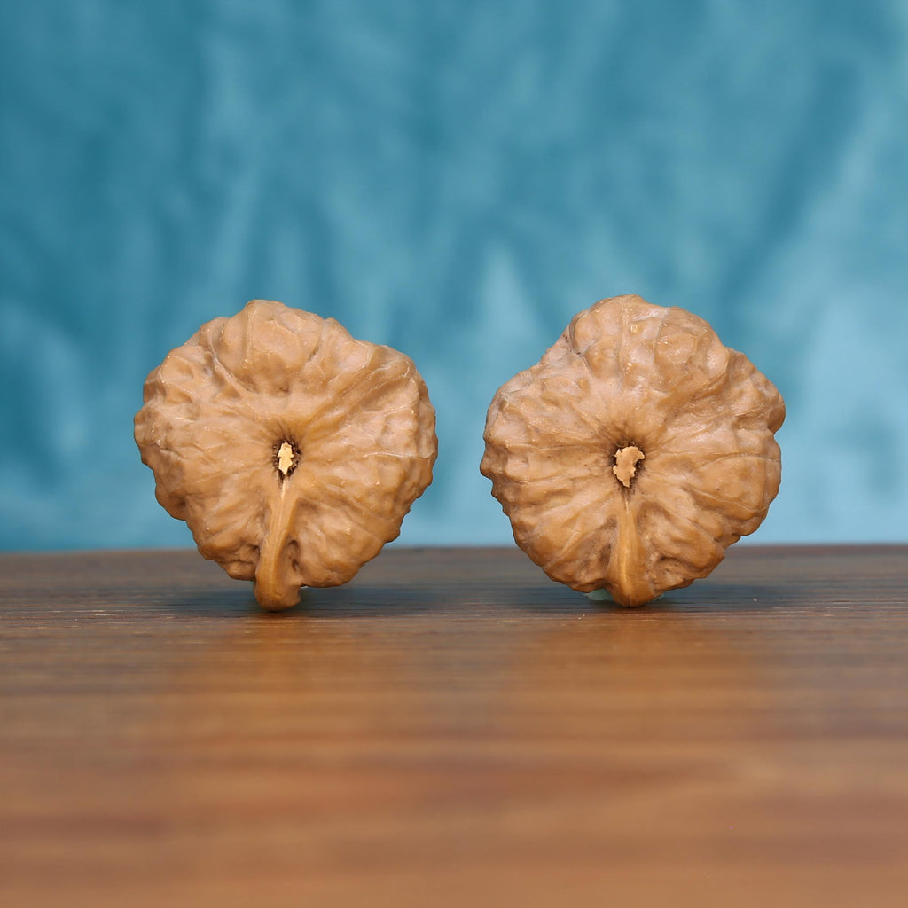 The Singular Spine | Yi-Dao-Jin Walnut Set 7561