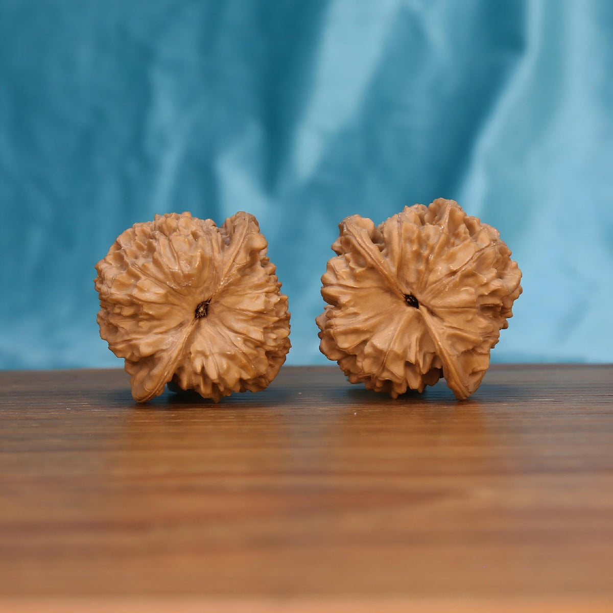 W7563 Qi-Lin-Wen Guan-Mao walnut artifacts by mistbodhi – wild-harvested sovereign crown cultivar
