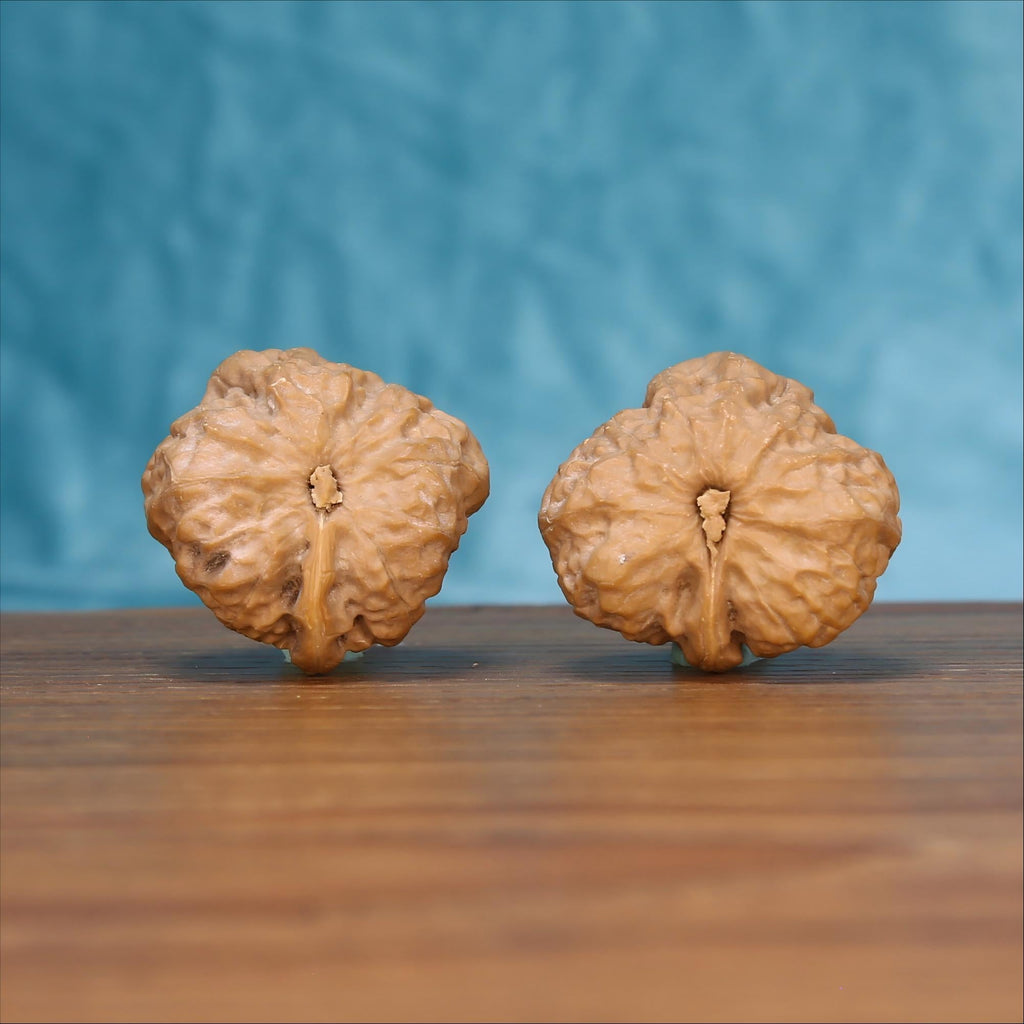 W7565 Yi-Dao-Jin walnut botanical artifacts – wild-harvested flow state EDC grounding tool
