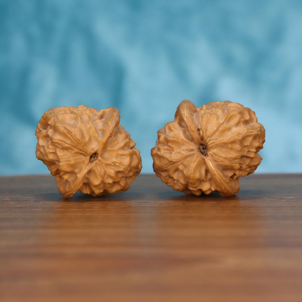 Two wenwan walnuts showing flower-shaped textured surface, front view on wooden surface