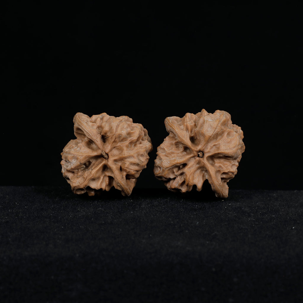 CWY11 荒璞 wild wenwan walnut pair side by side comparison, 36mm raw Chinese walnut Mistbodhi

